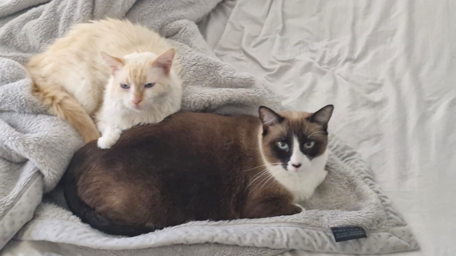 Paçoca and Miguel together