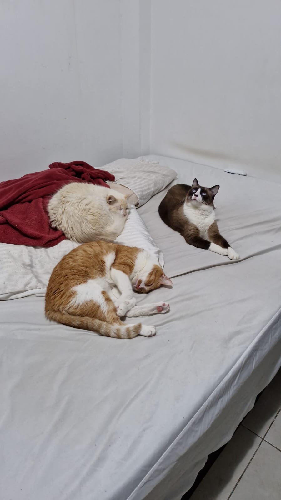 All three cats together