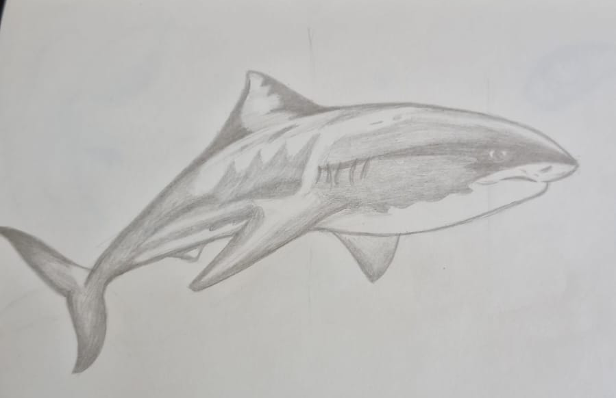 Shark drawing done with pencil