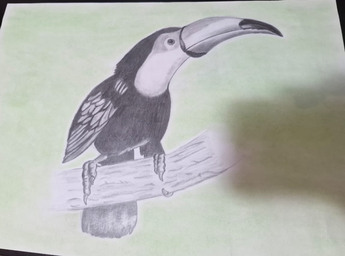Toucan drawing done with pencil