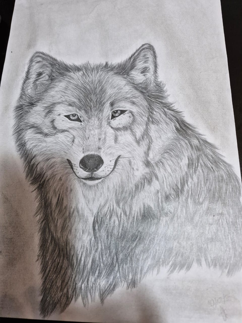 Wolf drawing done with pencil